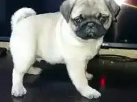 Мопсодетки