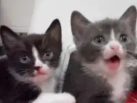 Отдам в добрые руки котят!