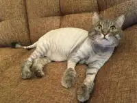Груминг. Стрижка кошек., фотография 2
