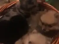 Щенки шпица миники.