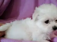 Продаются щенки мальтийской болонки, фотография 5