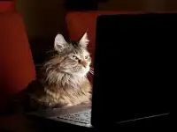 Разработка групп сайтов.