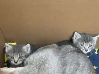 Отдадим котят в добрые руки, фотография 2