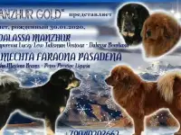 Щенки Тибетики