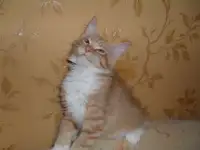 Котята  Мейн- кун