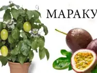 Продаю саженцы экзотических растений, фотография 7