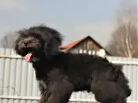 мальтипу тэдди мини и микро, бэби фейс, фотография 3