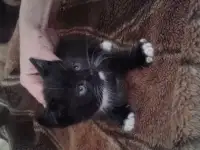 Отдам кошечку в хорошие руки