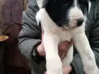 отдам щенков дворняжки в добрые руки, фотография 6