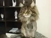 Груминг_( Стрижка Котов