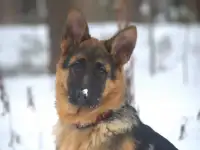 Щенок немецкой овчарки