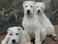 Азиаточки