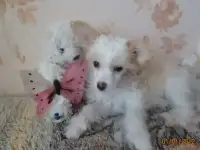 продаются щенки породы китайской хохлатой