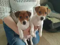 Щенки Джек Рассел