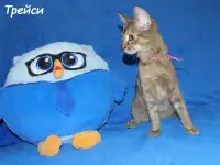 Абиссинская кошечка Трейси, фотография 3
