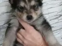 Щенки Аляскинского маламута