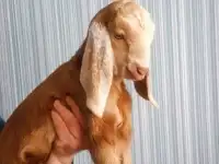 Козлик камори 50 %, фотография 2