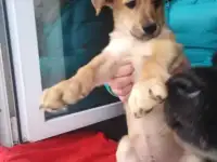 Щенки дворняги