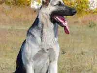 Породные щенки ВЕО, фотография 11