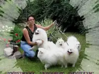 Щенки японского шпица из питомника