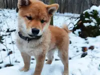 Сиба ину щенок продажа, фотография 8
