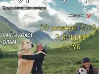 Продажа щенков среднеазиатской овчарки (алабай)
