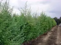 Саженцы хвойных и лиственных растений в Подмосковье