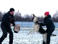 Восточноевропейская овчарка. ЩеНкИ, фотография 8