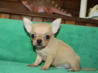 Крошки на ладошке
