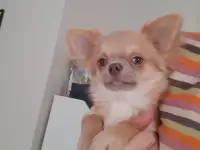 Подрощенный мальчик чихуахуа, фотография 2