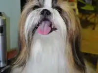 щенки