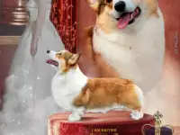Щенки корги  девочка Донецк