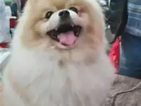 Вязка, малый шпиц.