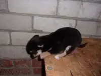 Продам щенок чихуахуа девочка