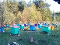 Мёд и продукты пчеловодства