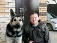 Вязка собаки овчарка Вео, фотография 3