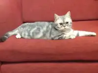 Британский мраморный кот