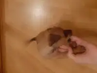 Собачки, фотография 5