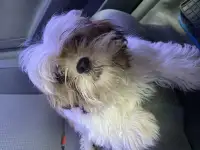Щенок ши-тцу