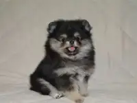 Шпиц щенки