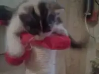 Отдам  котёнка трехцветную девочку в добрые руки
