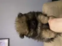 Шпиц
