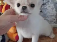 Красивый мальчик чихуахуа