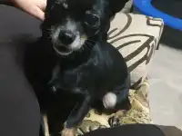 Пропала собака
