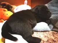 Щенки Лабрадора