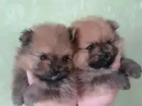 Продаются комочки счастья