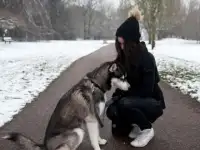 Выгул собак, присмотр за животными, фотография 3