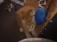 Котята мейн-кун, фотография 3