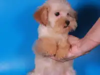 мальтипу Ф1 щенки   девочки мини, фотография 2