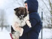 Фантастической красоты небольшая собачка, фотография 4